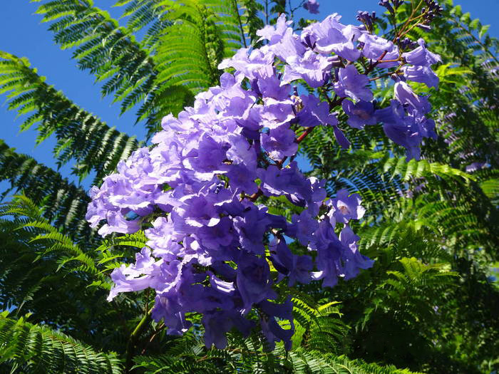 【蓝楹花和蓝花楹区别】到底是蓝花楹还是蓝楹花